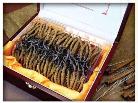 老边冬虫夏草回收